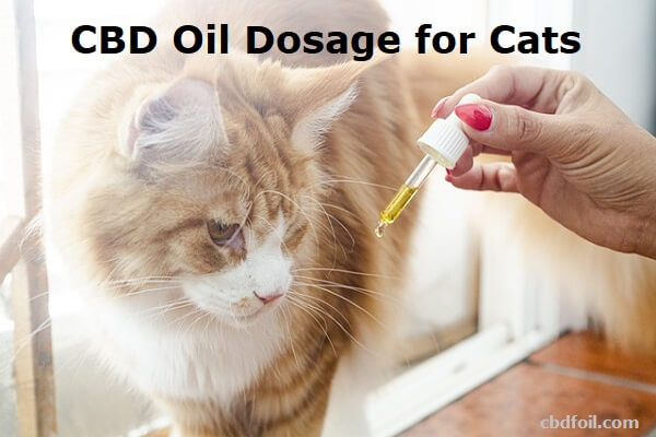CBD Oil Dosage for Cats