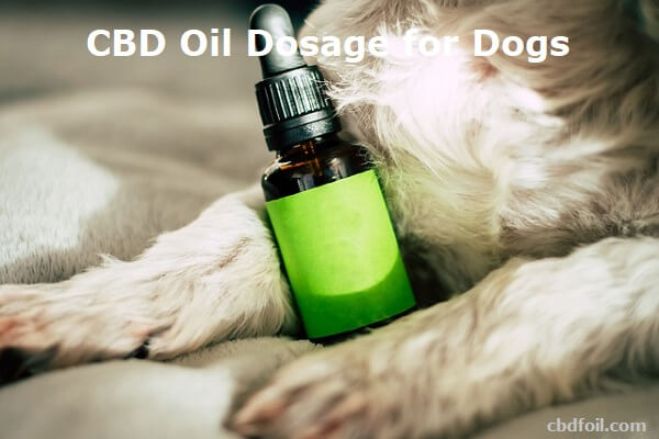 CBD Oil Dosage for Dogs