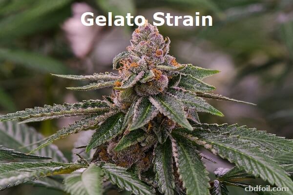 Gelato Strain - Review, Effects, Medicinal Benefits