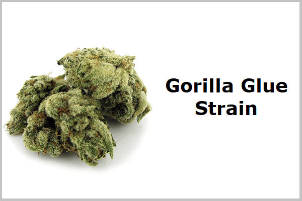 Gorilla Glue Strain Aka GG4 for a Better High