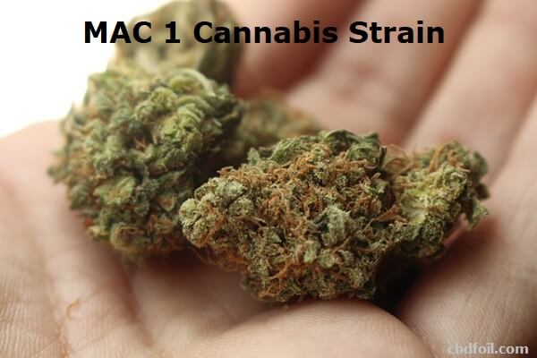 What you Should Know about Mac 1 Cannabis Strain