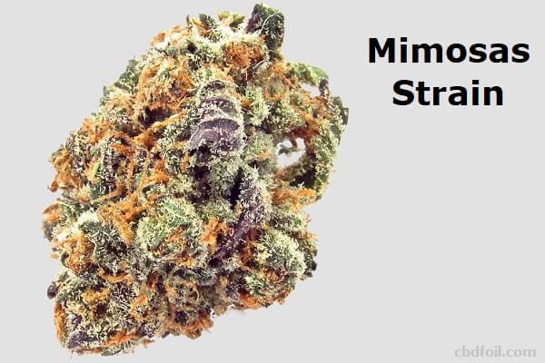 Everything You Need to Know Mimosas Strain