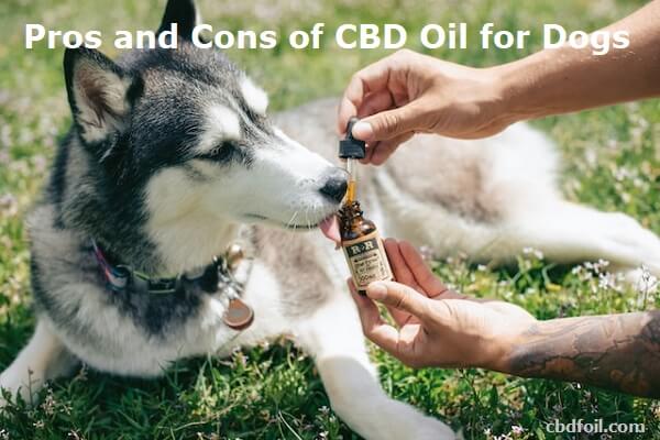Pros and Cons of CBD Oil for Dogs