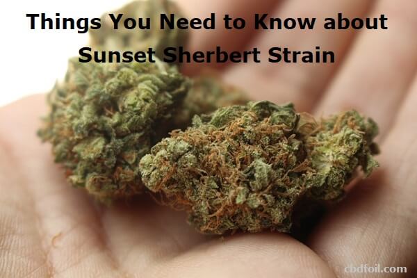 Things You Need to Know about Sunset Sherbert Strain